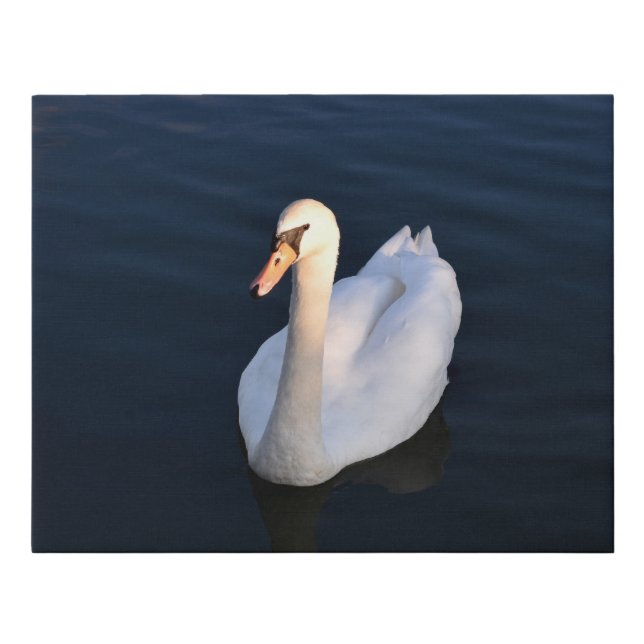 Swan on Dark Blue Water Faux Wrapped Canvas Small (Front)