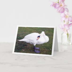 Swan on Grass Card