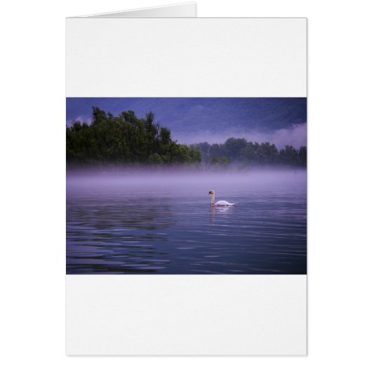Swan on lake cards (Front)