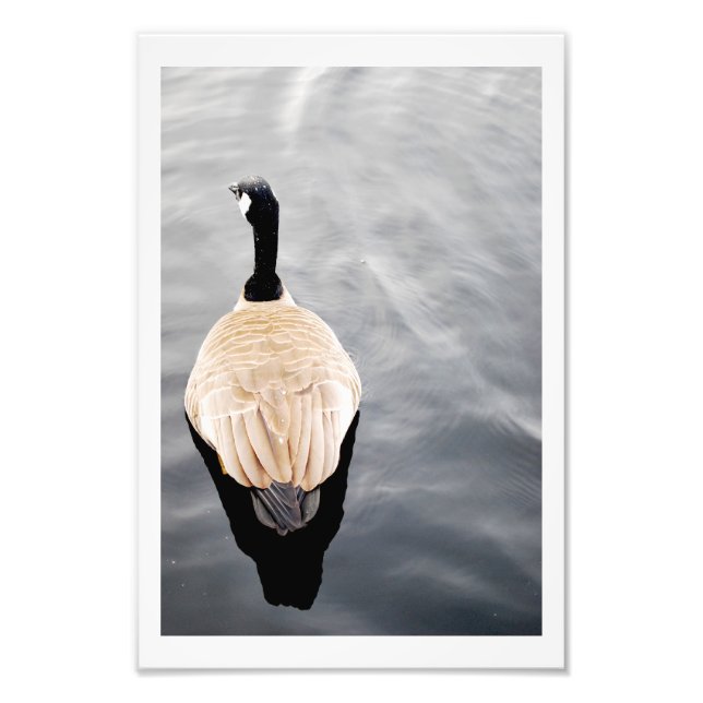 Swan on Lake Color Poster Photo (Front)