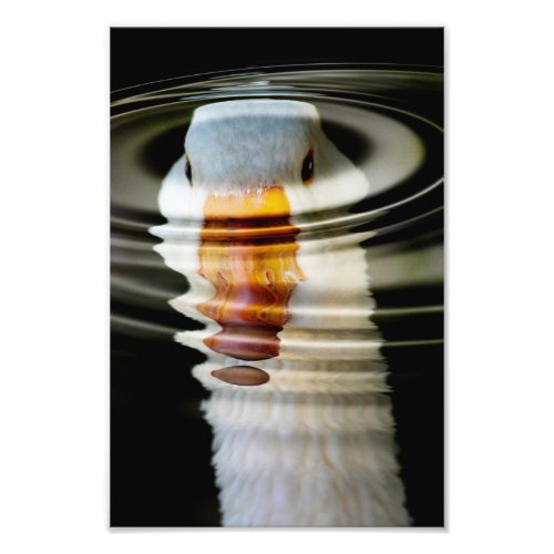 Swan on Reflection Photo Print