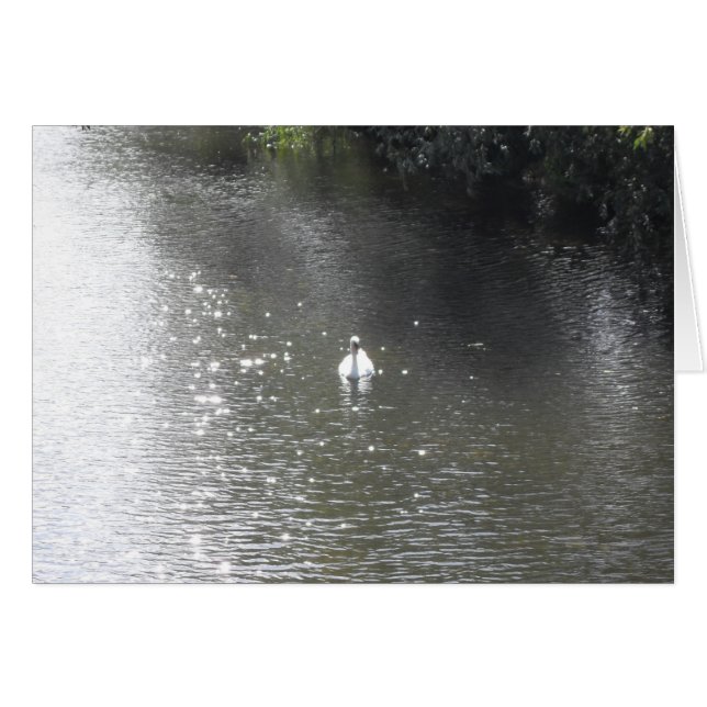 Swan on River Cards (Front Horizontal)