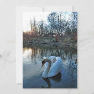 Swan on the lake during sunset