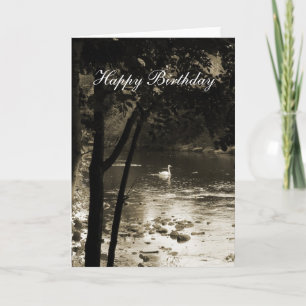 Swan on the River - Birthday Card