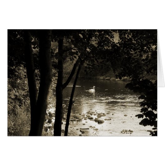 Swan on the River Cards (Front Horizontal)
