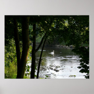 Swan on the River II Poster