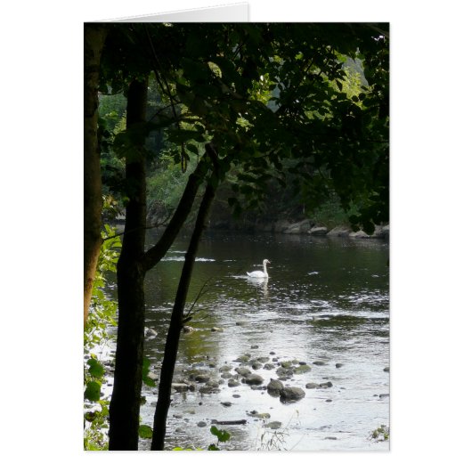Swan on the River II Vertical (Front)