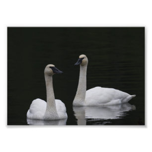 Swan Pair Anacortes ACFL Photo Print