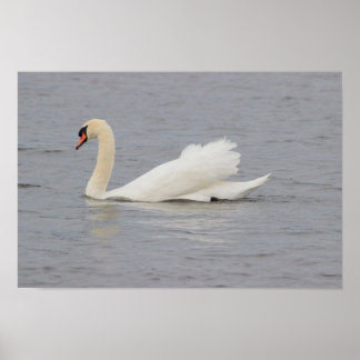 Swan Photo Poster