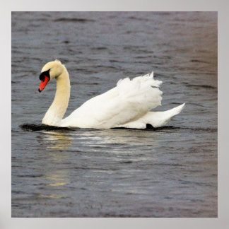 Swan Photo Poster