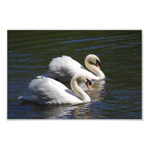 Swan Photo Print