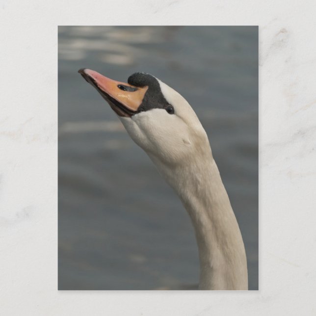 Swan Postcard (Front)