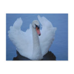 Swan Postcard