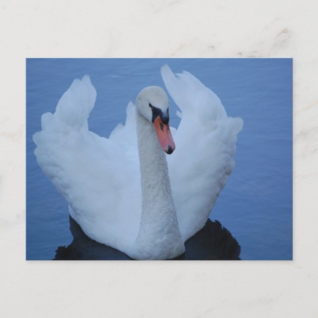Swan Postcard (Front)