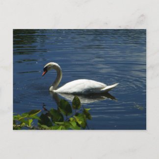 Swan Postcard
