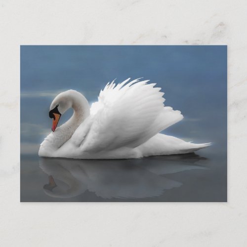 Swan Postcard