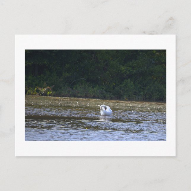 Swan Postcard (Front)