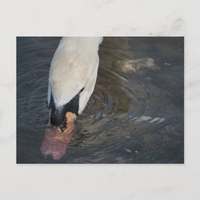 Swan Postcard (Front)