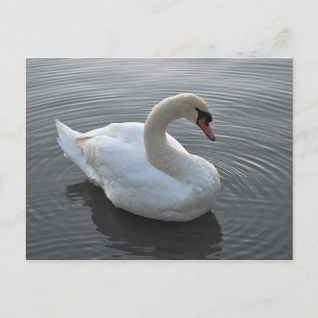 Swan Postcard (Front)