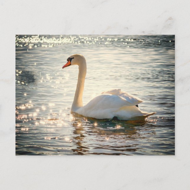 Swan postcard (Front)