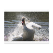 Swan Postcard