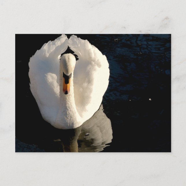 Swan Postcard (Front)