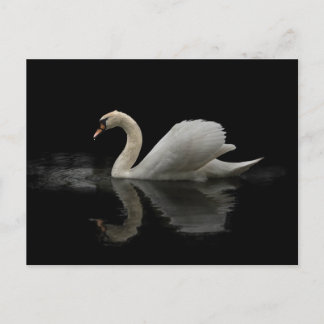 Swan Postcard