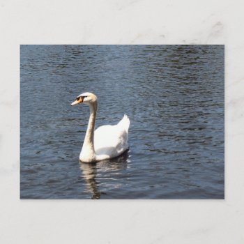 Swan Postcard by DonnaGrayson_Photos at Zazzle