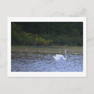 Swan Postcard