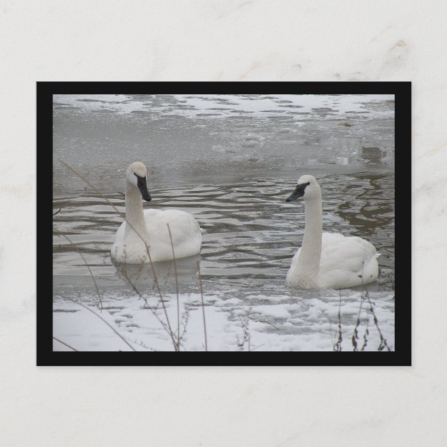 Swan Postcards (Front)