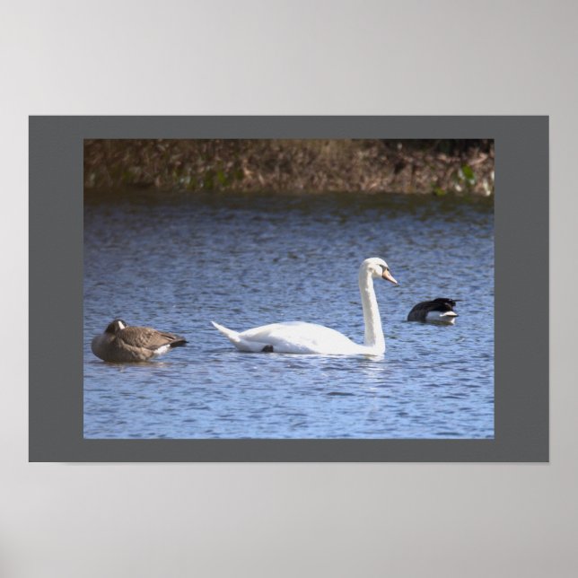 Swan Poster (Front)