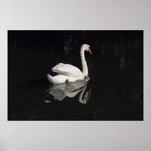 Swan Poster