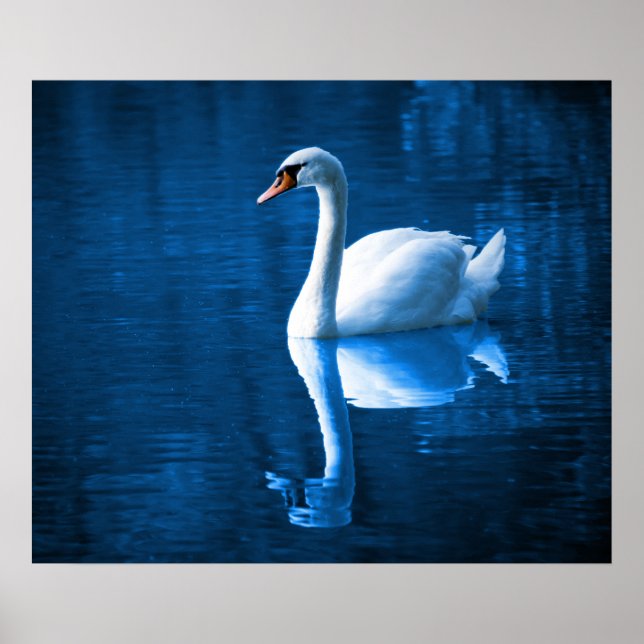 Swan Poster (Front)
