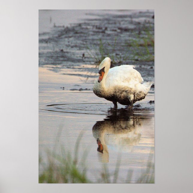 Swan Poster (Front)
