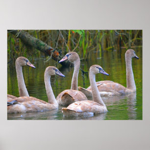 Swan Poster