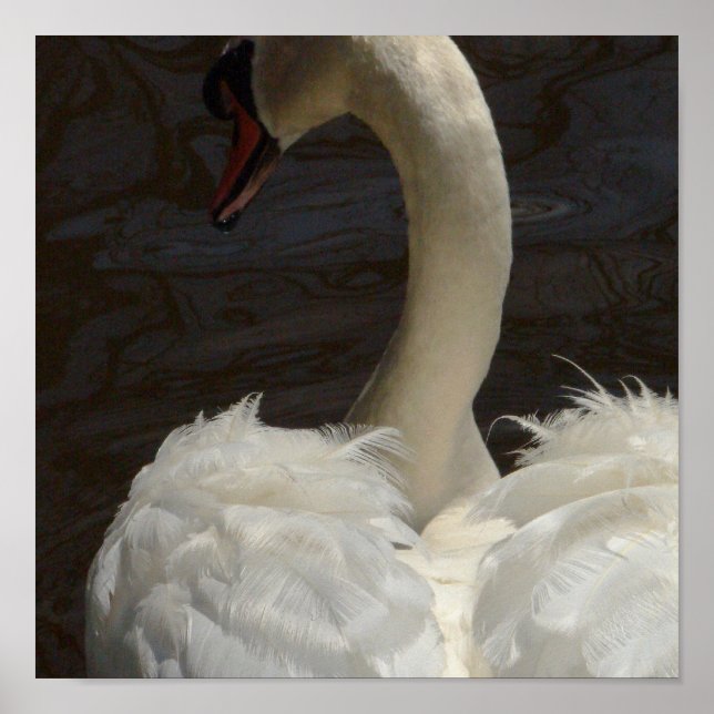 Swan Poster (Front)