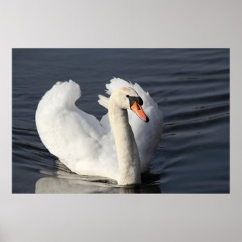 Swan Print by Welshpixels at Zazzle