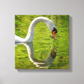 Swan Reflection Canvas Print