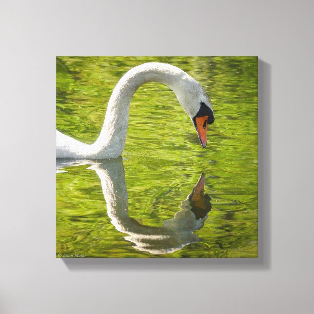 Swan Reflection Canvas Print (Front)
