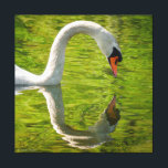 Swan Reflection Canvas Print<br><div class="desc">A Mute Swan ponders its own image in the water of the Pawtuxet River.</div>