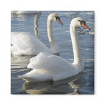 Swan Reflections Magnet