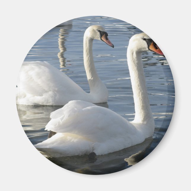 Swan Reflections Magnet (Front)
