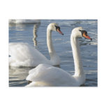 Swan Reflections Postcards