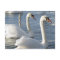 Swan Reflections Postcards