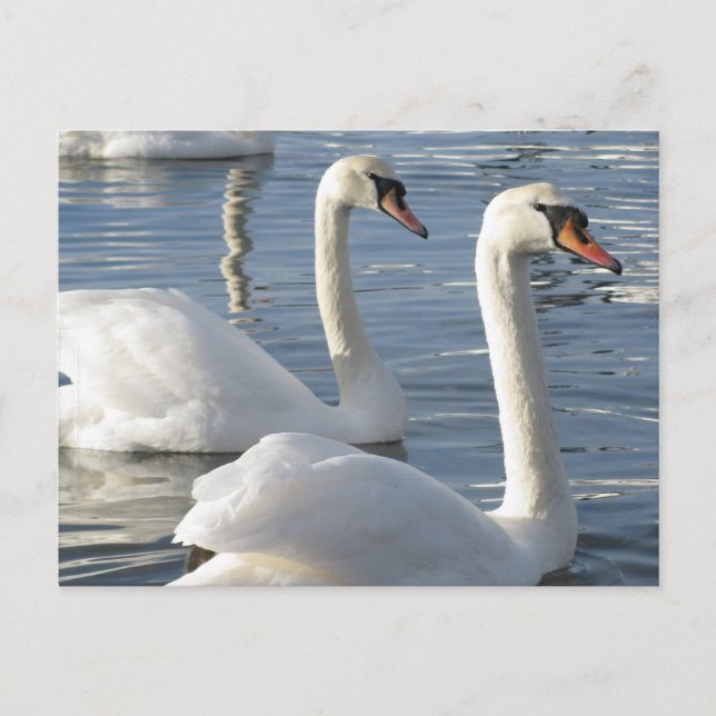 Swan Reflections Postcards (Front)