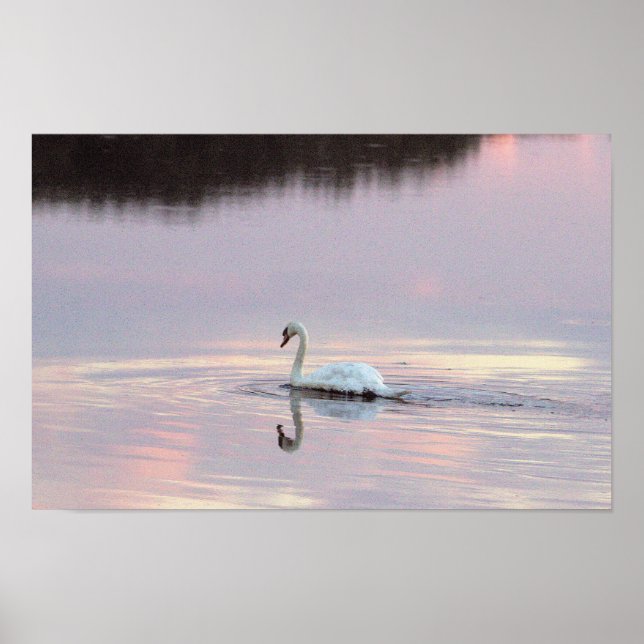 Swan Reflections Poster (Front)