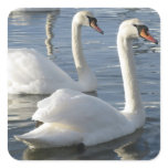 Swan Reflections Stickers