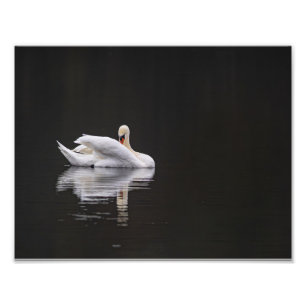 Swan Rest Photo Print