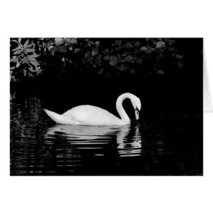 Swan, Roath Park, Cardiff. Cards