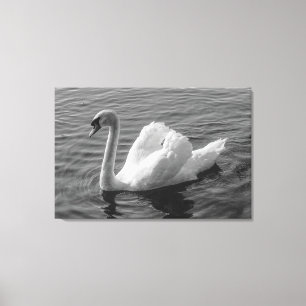 Swan. Roath Park Lake, Cardiff, Wales B&W Canvas P